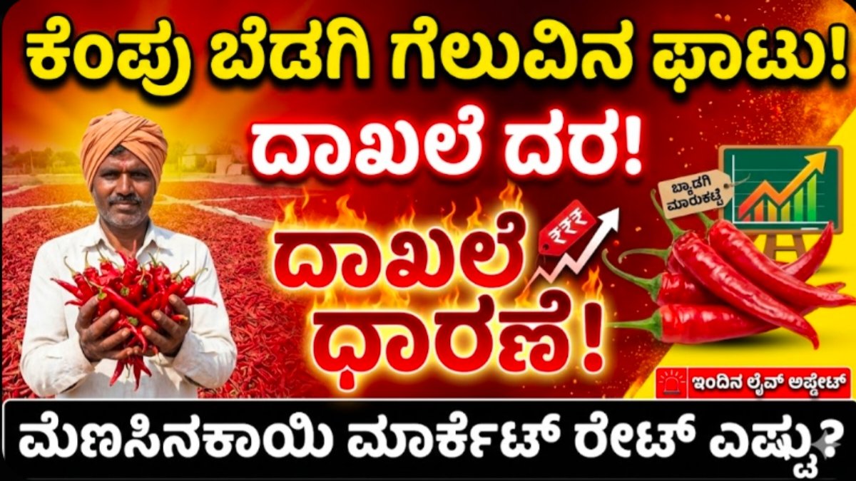 Red chilli market price